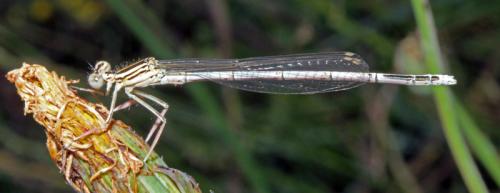 Platycnemis pennipes